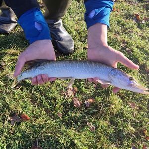 Northern Pike