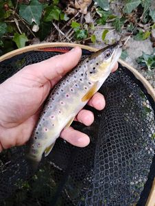 Brown Trout