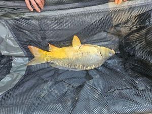 Mirror Carp