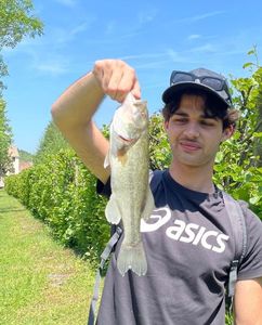 Largemouth Bass
