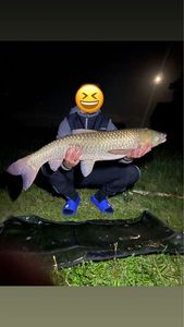Grass Carp