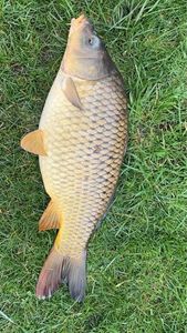 Common Carp