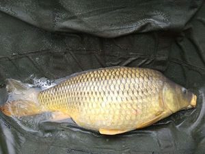 Common Carp