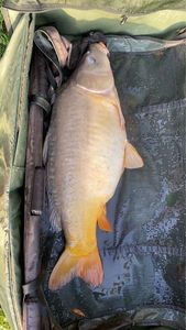 Mirror Carp