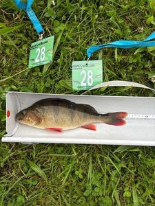 European Perch