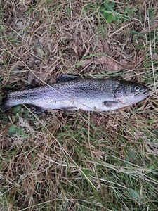 Rainbow Trout