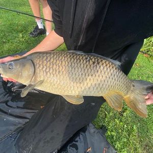 Common Carp