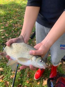 Common Bream