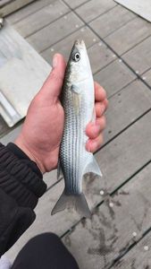 Thicklip Grey Mullet
