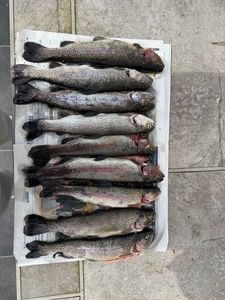 Rainbow Trout
