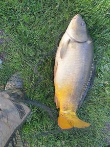 Mirror Carp