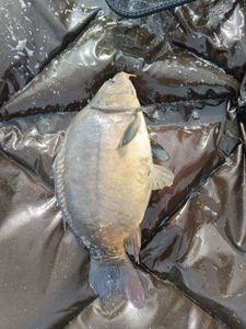 Mirror Carp