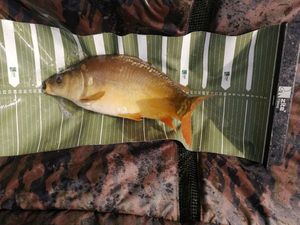 Mirror Carp