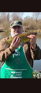 Tench