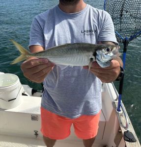 Atlantic Horse Mackerel