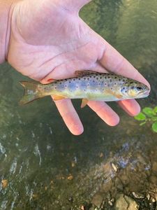 Brown Trout