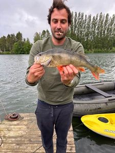 Yellow Perch