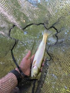 Rainbow Trout