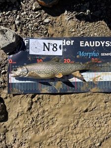 Lake Trout