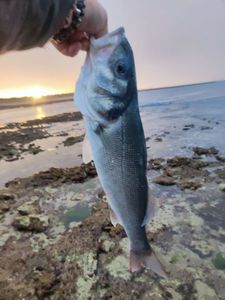 European Bass (Seabass)