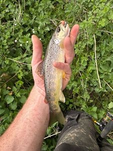 Brown Trout