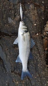 European Bass (Seabass)