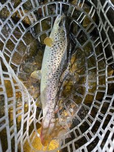 Brown Trout
