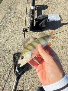 European Perch