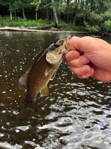 Smallmouth Bass