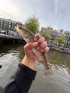 Zander