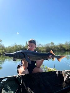 Sturgeon