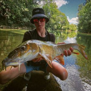 Barbel