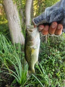 Largemouth Bass