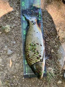 Common Carp