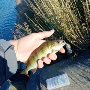 European Perch