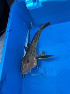 Grey Gurnard