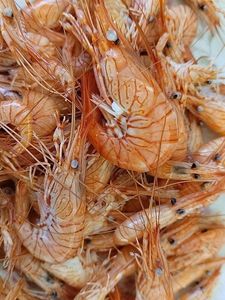 Common Prawn