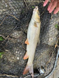 Barbel