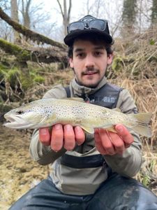 Brown Trout