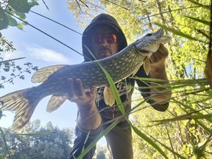 Chain Pickerel