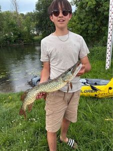Northern Pike