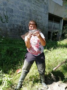 Rainbow Trout