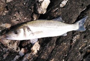 European Bass (Seabass)