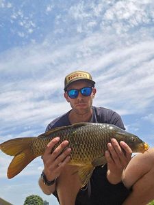 Common Carp