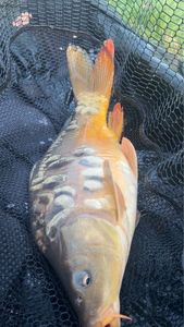 Mirror Carp