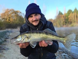 Zander