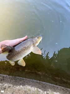 Barbel