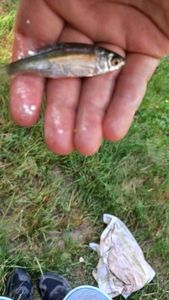 Roach