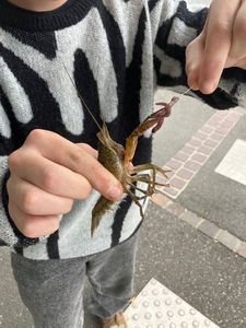 Spinycheek Crayfish