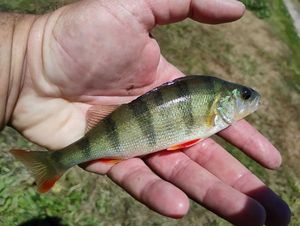 European Perch